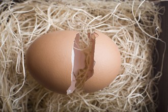 Cracked egg in nest. Photo : David Engelhardt