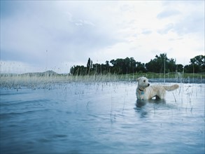 Dog in lake.