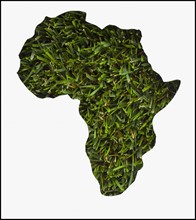 Africa map made from grass. Photo : Mike Kemp
