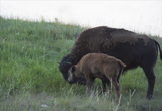 USA, South Dakota, American bison (Bison bison) with calf grazing in Custer State Park.