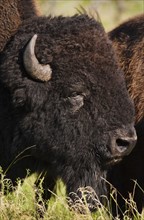USA, South Dakota, American bison (Bison bison) in Custer State Park, headshot.
