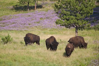 USA, South Dakota, American bison (Bison bison) herd grazing in Custer State Park.