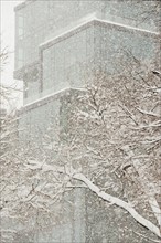 Snow covered tree branches, office building in background.