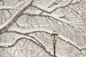 Snow covered tree branches and lamp post.