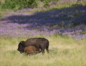 USA, South Dakota, American bison (Bison bison) with suckling calf in Custer State Park.