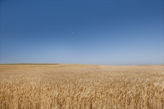 Wheat growing on field .