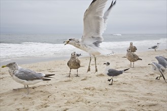 Seagulls on beach. Photo : Johannes Kroemer