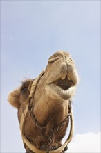 Camel (Camelus dromedarius) head. Photo : Johannes Kroemer