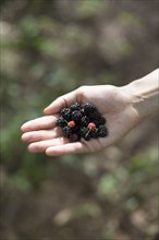 Woman's hand holding blackberries. Photo : David Engelhardt