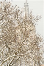 Snow covered tree branches, Empire State Building in background.