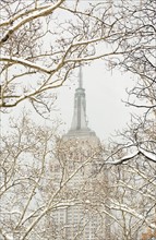 Snow covered tree branches, Empire State Building in background.