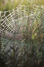 USA, South Dakota, Spider in web in Badlands National Park.