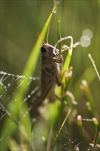 USA, South Dakota, Grasshopper on blade of grass in Badlands National Park.