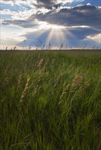 Buffalo Gap National Grasslands, Sunrays shining through clouds over field.