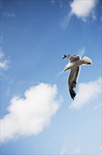 Seagull flying against cloudy sky. Photo : Jon Boyes
