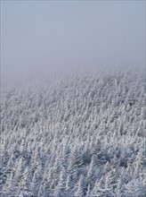Snow covered forest. Photo : Johannes Kroemer