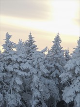 Snow covered forest. Photo : Johannes Kroemer