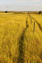 Yellow prairie grass.