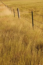 Fence in yellow prairie grass.