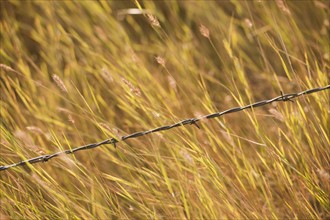 Close-up of barbed wire fence in yellow prairie grass.