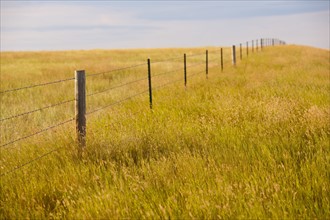 Fence in yellow prairie grass.