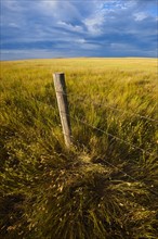 Fence in prairie grass.