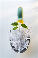 Close up of plant growing from shredded paper.