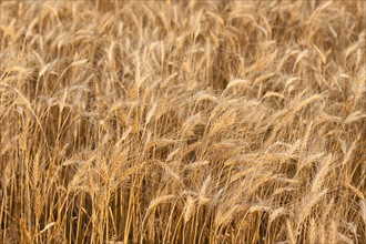 Wheat field.