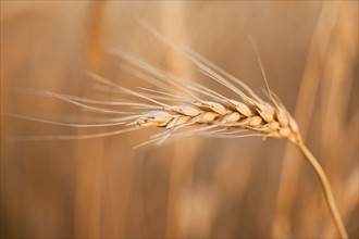 Single wheat seed stem on field.