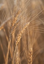 Wheat growing on field.