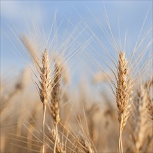 Wheat growing on field.