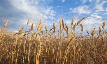 Wheat growing on field.