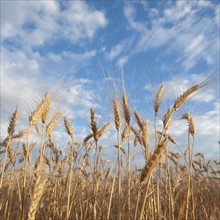 Wheat growing on field.
