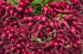 Close up of red radishes.
