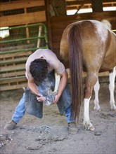 an applying horseshoe to horse. Photo : John Kelly