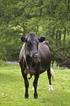Cow in field. Photo : Jon Boyes
