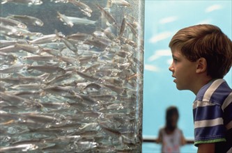 Young boy looking at fish in aquarium. Photo : Fisher Litwin