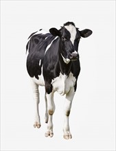 Dairy cow (Bos taurus) on white background. Photo : Jon Boyes