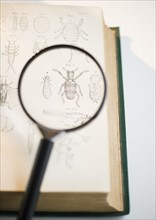 Magnifying glass over book showing insects. Photo : Jamie Grill