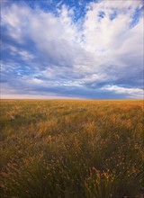 Prairie grass and clouds.