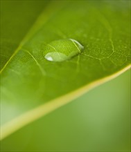 USA, New Jersey, Jersey City, Extreme close-up view dew of leaf. Photo : Daniel Grill