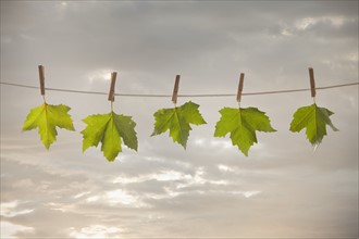 Green leaves hanging on clothesline. Photo : Mike Kemp