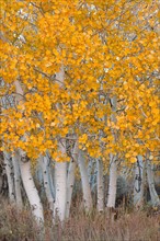 USA, California, Aspen tree trunks. Photo : Gary J Weathers