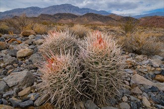 USA, California, Cactus in desert . Photo : Gary J Weathers