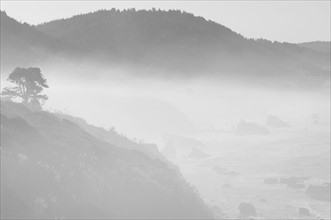 USA, California, foggy coast. Photo : Gary J Weathers
