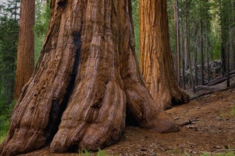 USA, California, Giant Sequoia tree. Photo : Gary J Weathers