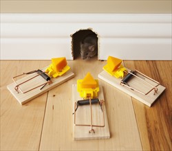Three mousetraps with cheese in front of mouse hole. Photo : Mike Kemp