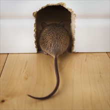 Back and tail of mouse entering mouse hole. Photo : Mike Kemp