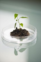USA, New Jersey, Jersey City, Seedling growing in petri dish.