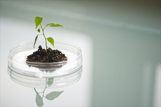 USA, New Jersey, Jersey City, Seedling growing in petri dish.